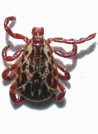 American Dog Tick